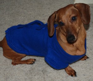 dog snuggie